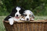 BERGER AUSTRALIEN PUPPIES 357